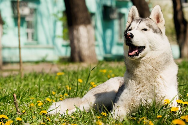 Portrait de Husky Sibérien