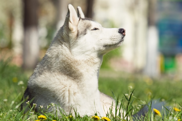 Portrait de Husky Sibérien