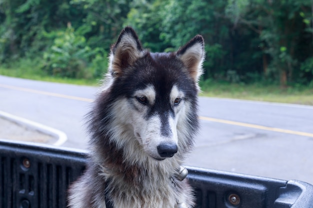 Portrait de husky sibérien