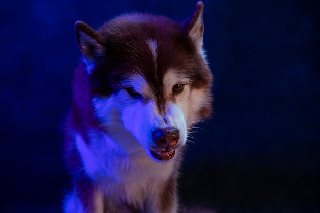 Portrait Husky d'une tête de loup sur fond noir