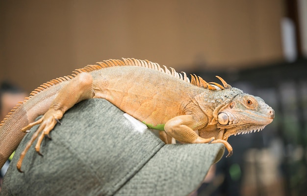 Photo portrait d'iguane sur une casquette.