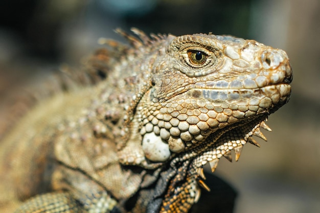 Portrait d'un iguane dans un zoo de Bali