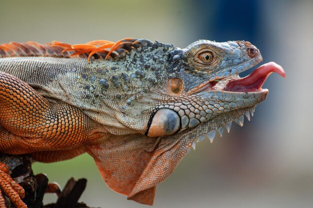 Portrait d'iguane en gros plan