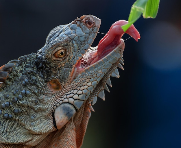 Portrait d'iguane en gros plan