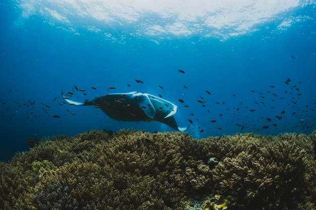 Portrait d&#39;un impressionnant Manta rayon (Manta birostris) à un tropi