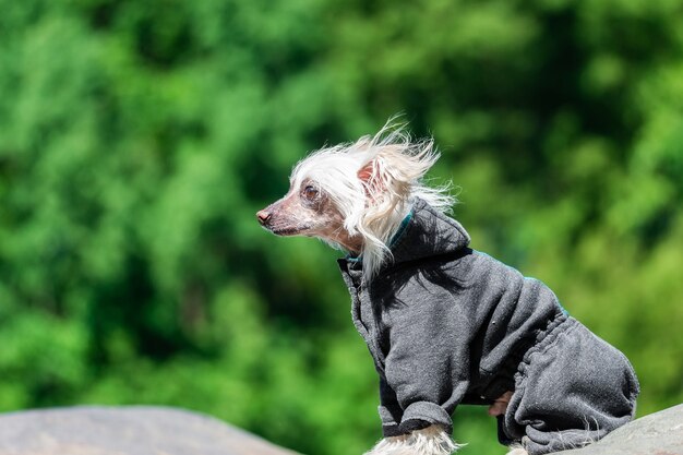 Portrait d'un incroyable chien chinois à crête en été