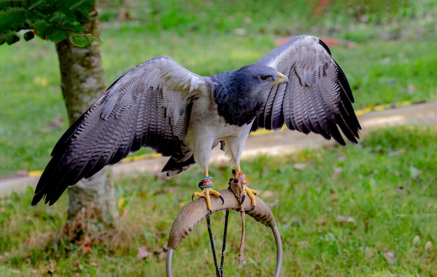 Portrait d'un incroyable oiseau sud-américain