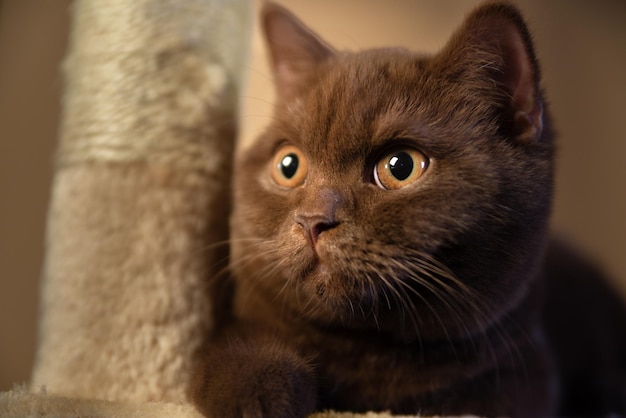 Portrait d'intérieur de chat British shorthair