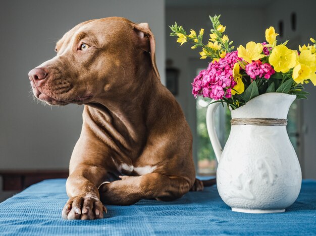 Portrait intérieur de chien mignon