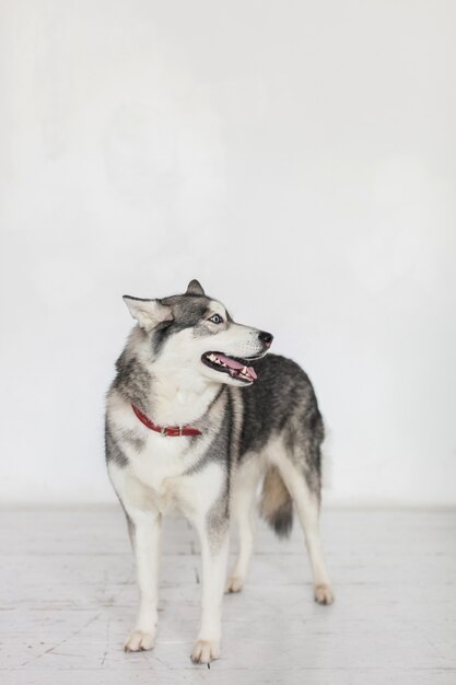 Portrait isolé d'un chien Kidskin