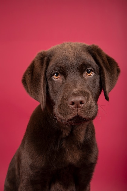 Portrait isolé de joli chiot labrador sur fond rouge