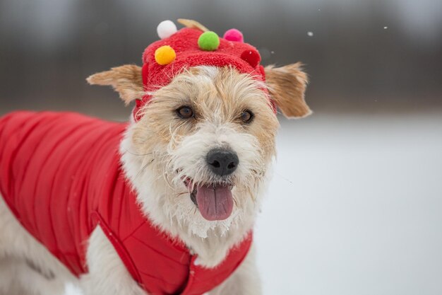 Portrait d'un Jack Russell Terrier en hiver dans une chute de neige sur fond d'arbres Concept de Noël