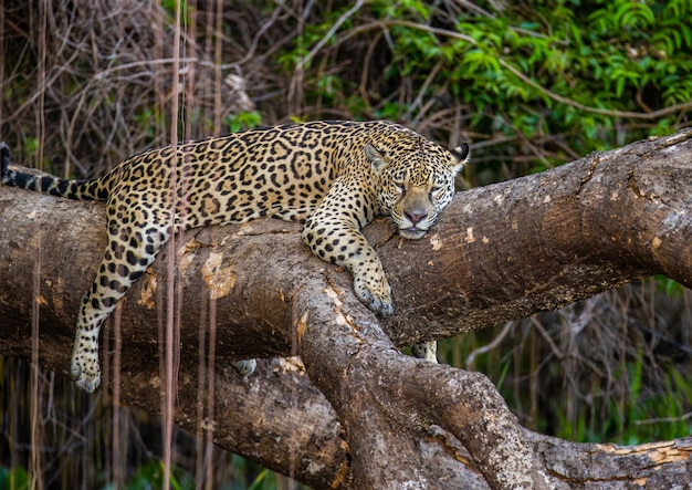 Portrait d'un jaguar dans la jungle