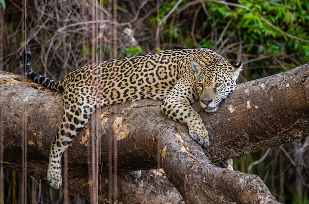 Portrait d'un jaguar dans la jungle