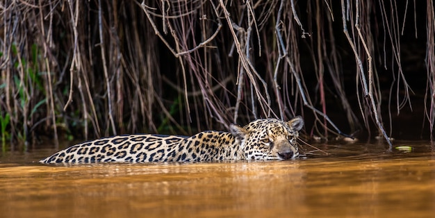 Portrait d'un jaguar dans la jungle