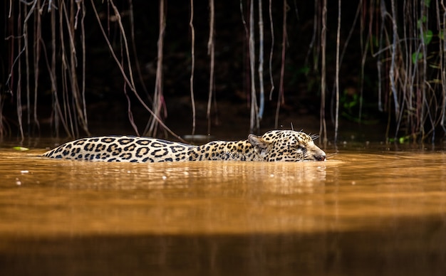 Portrait d'un jaguar dans la jungle