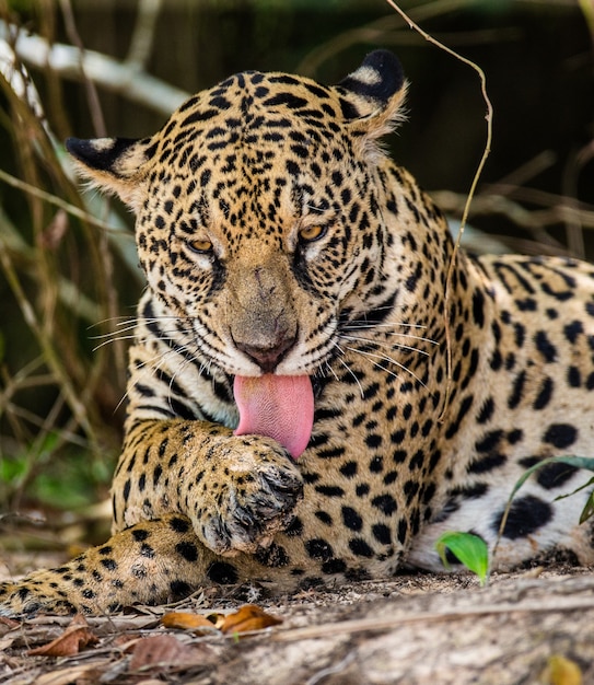 Portrait d'un jaguar dans la jungle