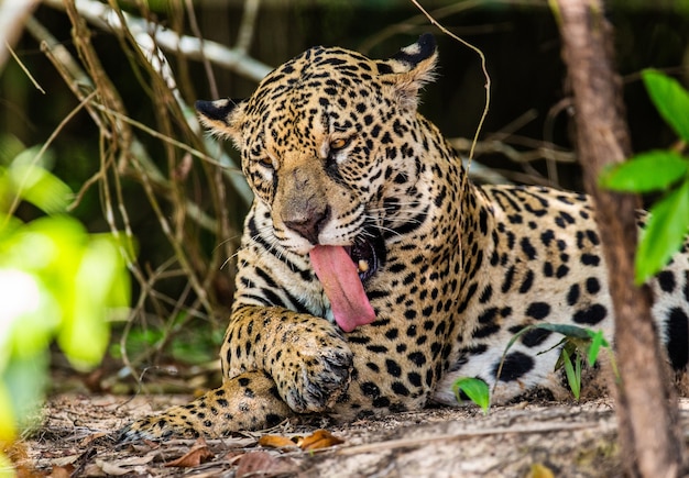 Portrait d'un jaguar dans la jungle