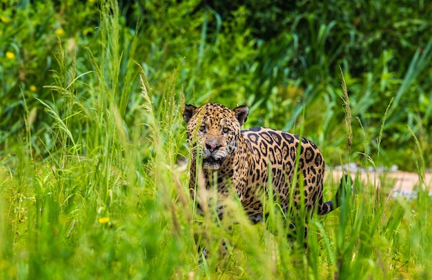 Portrait d'un jaguar dans la jungle