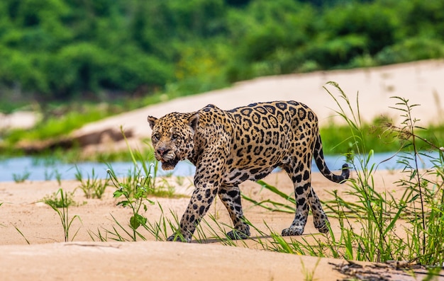 Portrait d'un jaguar dans la jungle