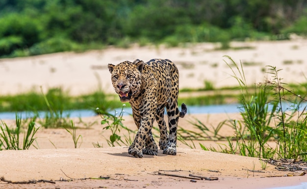 Portrait d'un jaguar dans la jungle