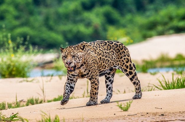 Portrait d'un jaguar dans la jungle