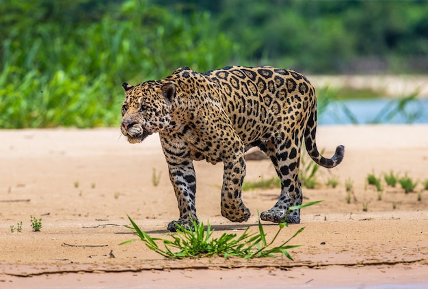 Portrait d'un jaguar dans la jungle