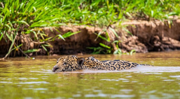 Portrait d'un jaguar dans la jungle