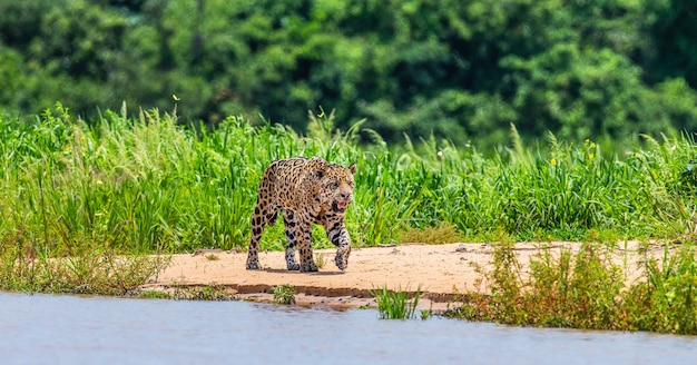 Portrait d'un jaguar dans la jungle