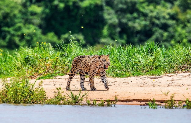 Portrait d'un jaguar dans la jungle