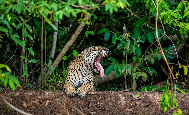 Portrait d'un jaguar dans la jungle