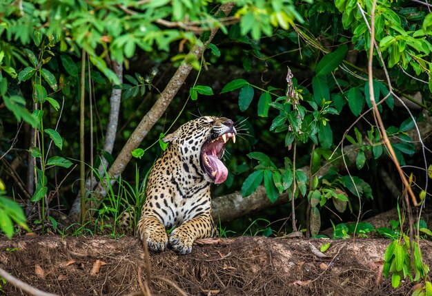 Portrait d'un jaguar dans la jungle