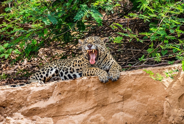 Portrait d'un jaguar dans la jungle