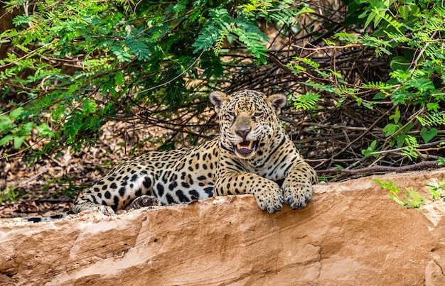 Portrait d'un jaguar dans la jungle