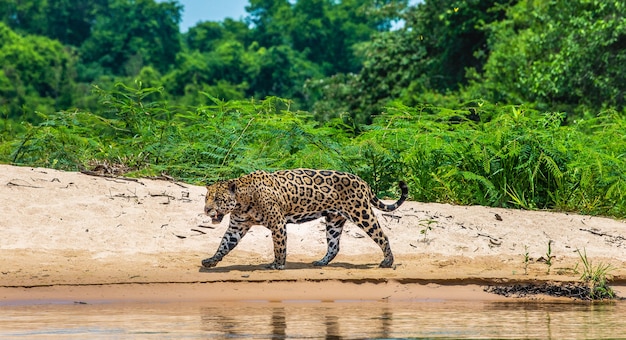 Portrait d'un jaguar dans la jungle