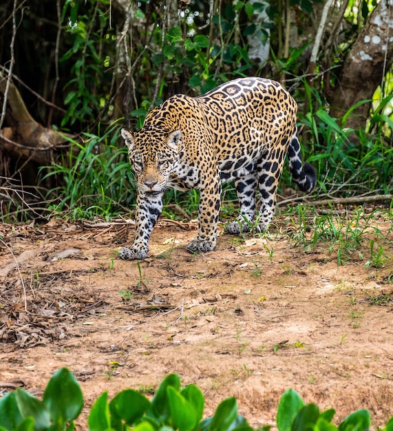 Portrait d'un jaguar dans la jungle