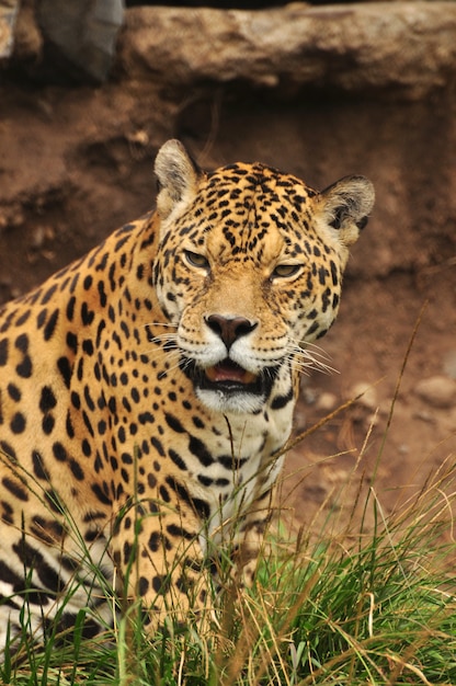 Portrait de Jaguar