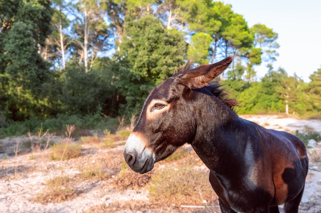 Portrait d'un jeune âne mignon. Tête d'âne. Minorque, îles Baléares, Espagne