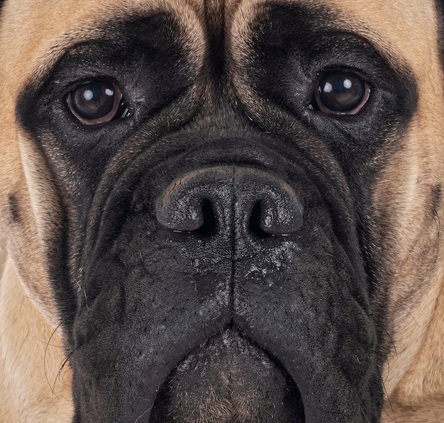 Portrait de jeune bullmastiff bouchent