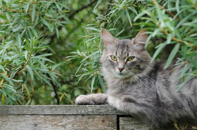 Portrait d'un jeune chat allongé sur la clôture de la région de Moscou Russie