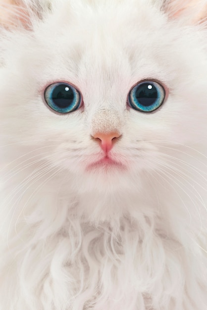 Portrait de jeune chat blanc