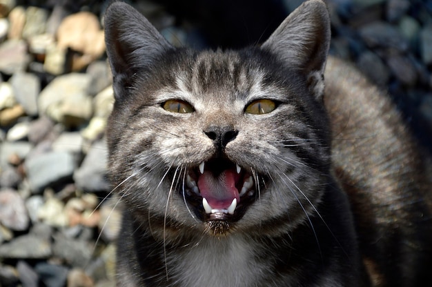 Portrait de jeune chat miaulement