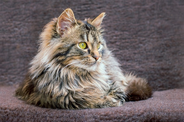 Portrait d'un jeune chat moelleux sur fond sombre. Le chat regarde de près