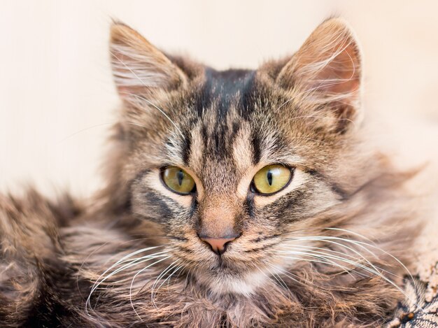 Portrait d'un jeune chat rayé gros plan