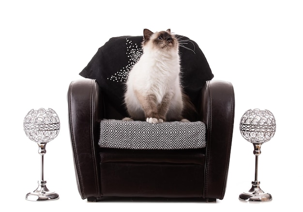 Portrait de jeune chat sacré de Birmanie dans un fauteuil marron sur fond blanc