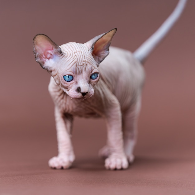 Portrait de jeune chat sphynx canadien de couleur chocolat vison et blanc debout sur fond marron...