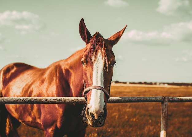 Photo portrait d'un jeune cheval en captivité