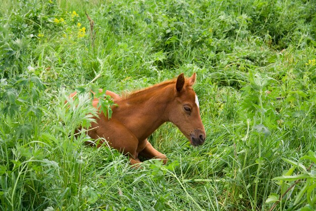 Portrait d'un jeune cheval sur fond vert