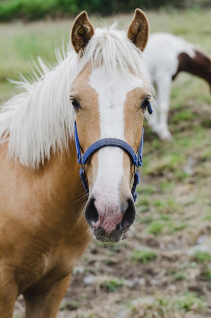 Portrait de jeune cheval regardant.