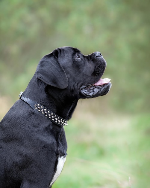 Portrait de jeune chien corso de canne noire assis dans la nature